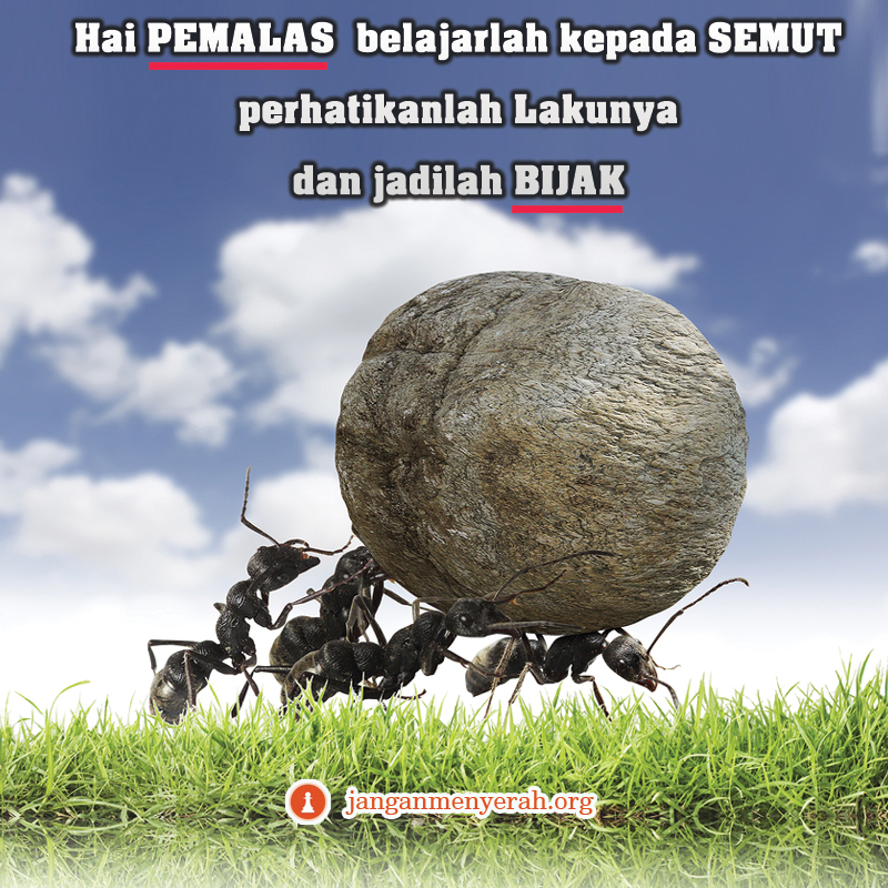 belajar-kepada-semut-jangan-malas--janganmenyerah