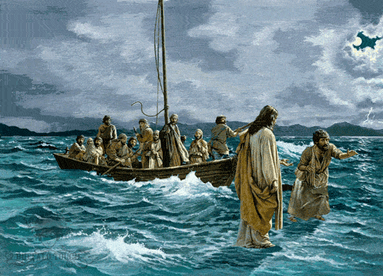 CoarseOccasionalAndalusianhorse-size_restricted